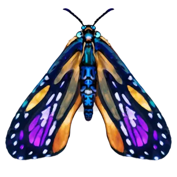 a colorful butterfly on a white background