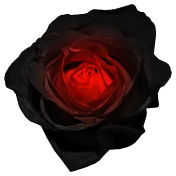 a red rose on a white background