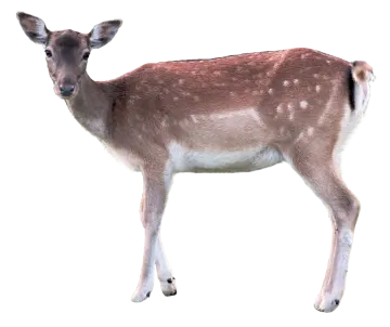 a small deer standing in front of a white background