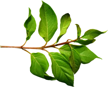 a branch with green leaves on it