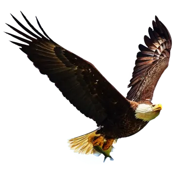 an eagle flying in the sky with its wings spread