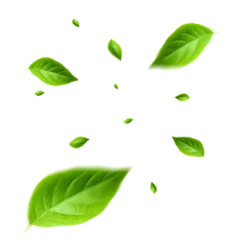 green leaves falling down on a white background