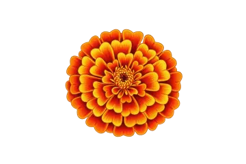 an orange flower on a white background