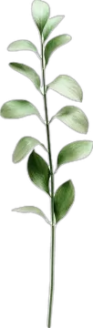 a drawing of a plant with leaves