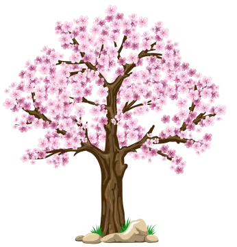 a cherry tree with pink flowers on white background
