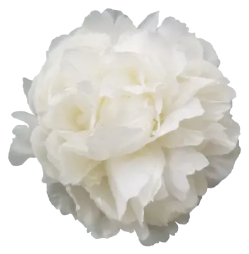 a large white flower on a white background