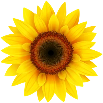 a sunflower on a white background