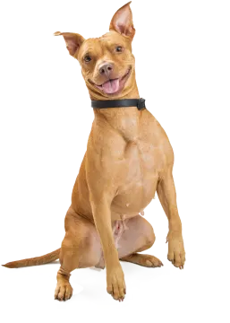 a dog sitting on the ground with its mouth open