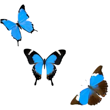 three blue butterflies on a white background