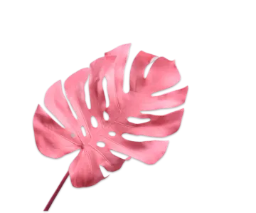 a pink palm leaf on a white background