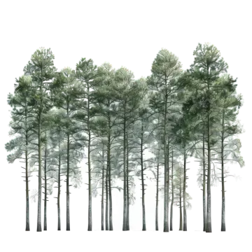 a group of trees on a white background