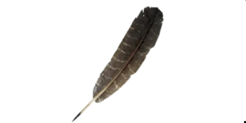 a feather on a white background