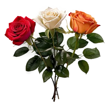 three roses in a vase on a white background
