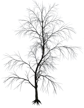 a bare tree with no leaves on it