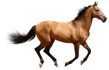 a brown horse running on a white background