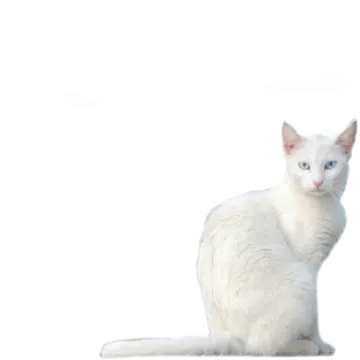 a white cat sitting on top of a table