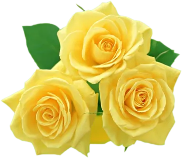 three yellow roses with green leaves