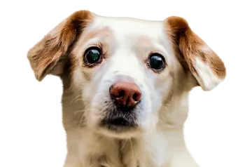 a close up of a dog's face