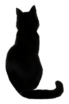 a black cat sitting and looking up