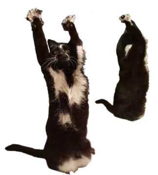 two cats playing with each other cats