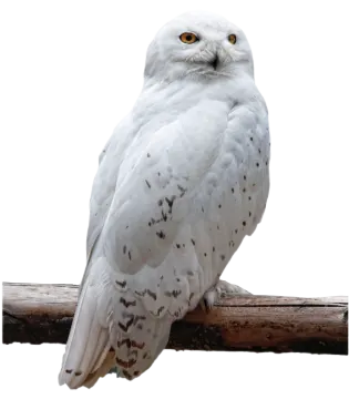 a white owl perched on a tree branch