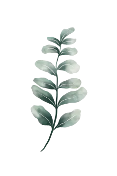 a green leaf on a white background