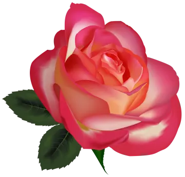 a pink rose with green leaves
