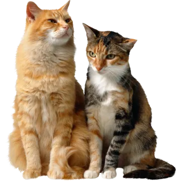 two cats sitting next to each other cats