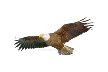 an eagle in flight against a white background