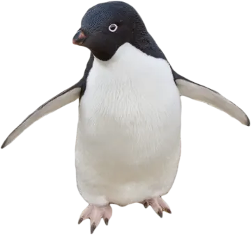 a penguin standing on its hinds