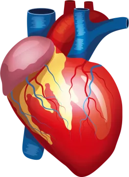 a human heart