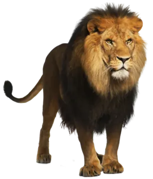 a lion standing in front of a white background