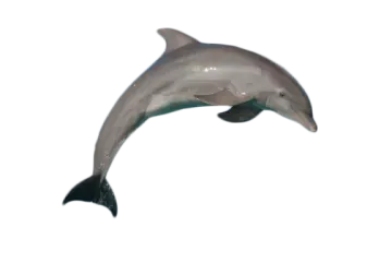 a dolphin jumping in the air on a white background