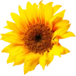 a yellow flower on a white background