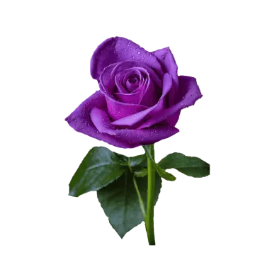 a purple rose with water droplets on it