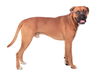 a brown dog standing on top of a white surface