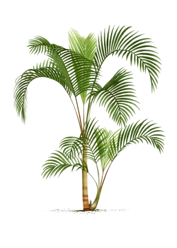 a palm tree on a white background