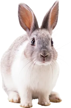 a gray and white rabbit on a white background