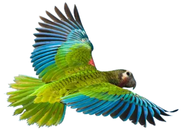 a parrot flying in the air with its wings spread