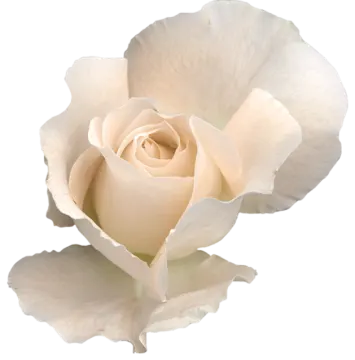 a single white rose on a white background