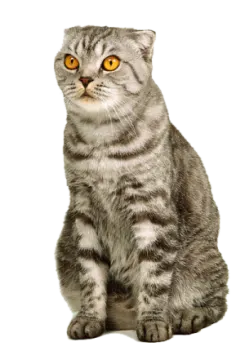 a gray cat with yellow eyes sitting down