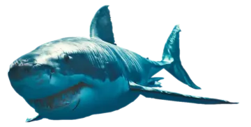 a great white shark with its mouth open