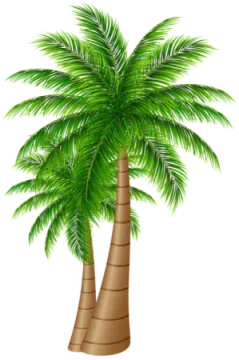 a palm tree with green leaves