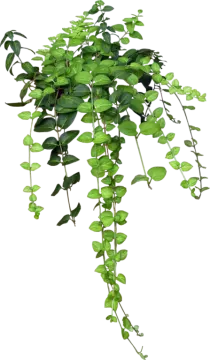 a green plant on a white background