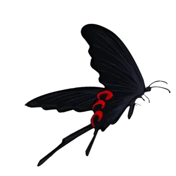 a black butterfly with red spots
