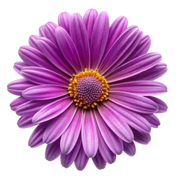 a purple flower on a white background