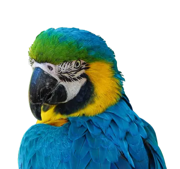 a blue and yellow parrot sitting on top of a tree