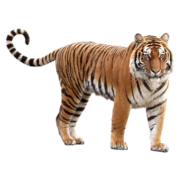 a tiger standing on a white background