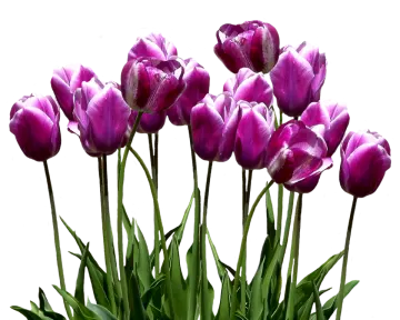 a bunch of purple tulipps