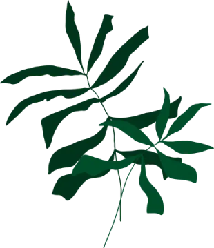 a green leaf on a white background